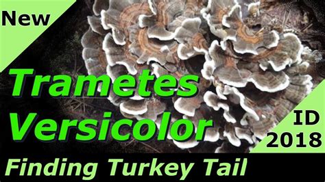 finding trametes versicolor turkey tail mushrooms identification 2018 youtube