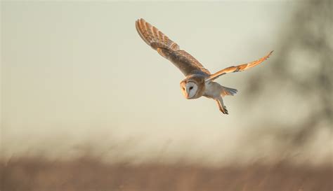 Wallpaper Birds Animals Wildlife Bird Of Prey Owl Beak Flight