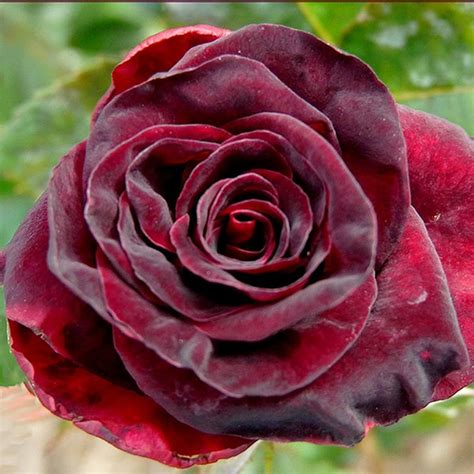 Black Baccara Rose Seeds Per Pack Ships Within Hrs Us Etsy