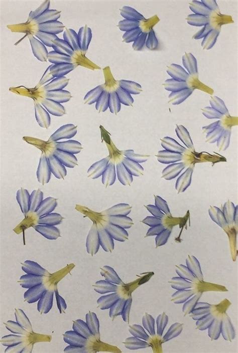 153pcs dried pressed flowers for resin, evatage real pressed flowers with tweezers, multiple colorful resin dry flowers bulk for craft, resin mold, jewelry making, candle and nails decoration 4.7 out of 5 stars 78 Real Pressed Flowers Bulk Wedding Card Embellishment ...