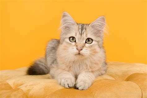 Cute Boy Cat Names 65 Amazing And Top Ideas Petshoper