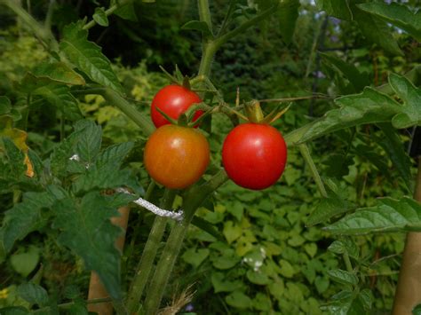 Scirpidiellas Plants Wild Tomato Species Lycopersicon Spp