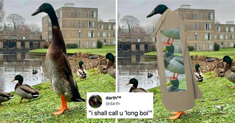 People Are Losing Their Minds Over ‘long Boi A Huge Duck Who Is Very