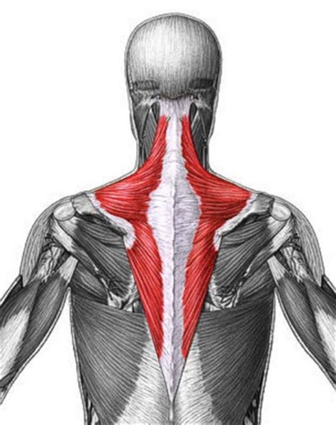 Eye movement muscles origin and insertion. Meet Your Muscles - Trapezius • Bodybuilding Wizard