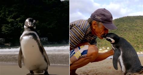 Penguin Swims 5000 Miles Every Year To Visit The Man Who Saved His Life