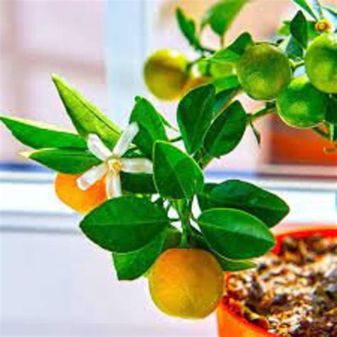Calamondin Orange Citrus Tree En Pot Calamondin Arbre Pl025 Etsy