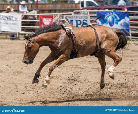 Bucking Bronco Editorial Photography Image Of Arena 71828437