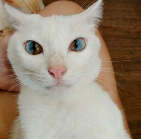 This Cat Has The Most Beautiful And Magical Eyes Love Meow