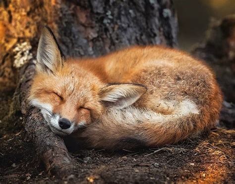 41 Magical Animal Photos That Prove Fairy Forests Are Real