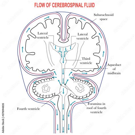 Diagram Illustrating Cerebrospinal Fluid Csf In The Brainventricles In