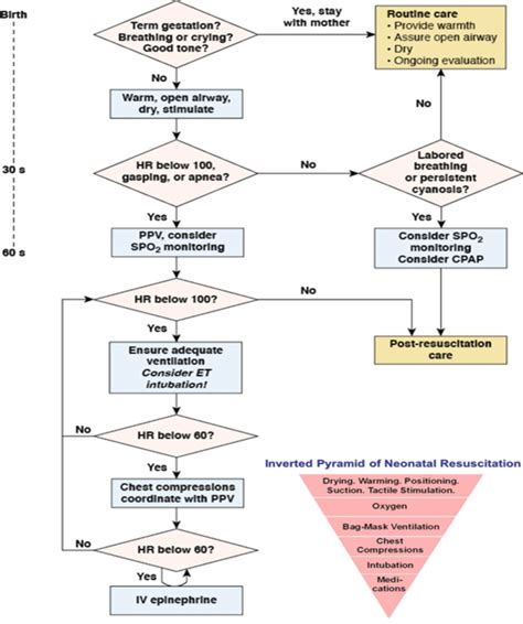 −30 Algorithm For Management Of Neonatal Cardiac Arrest Download