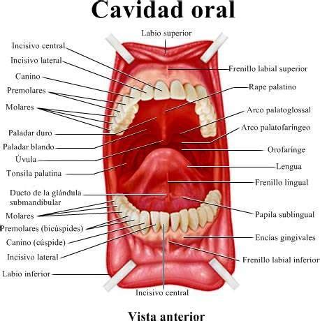 Pin de Karina Rivera en Odontología Cavidad oral