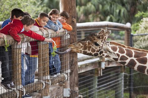 Planifier Votre Excursion Au Zoo