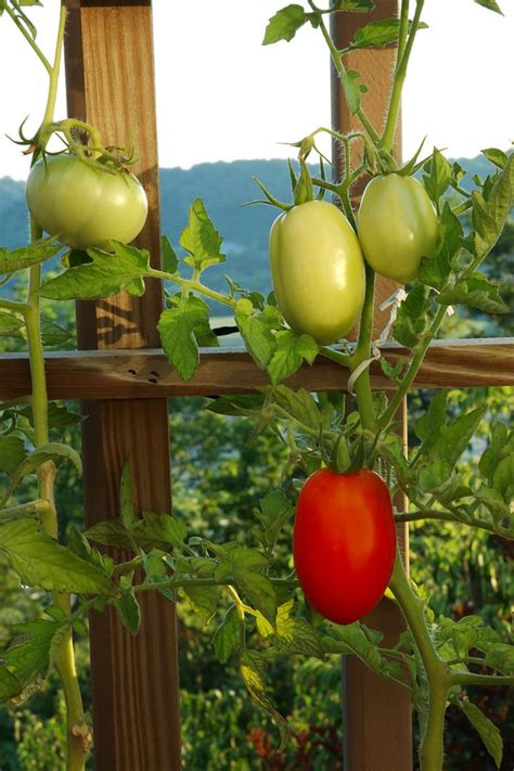 How To Tie Up Tomato Plants And Whats Best To Use To Tie Them Up