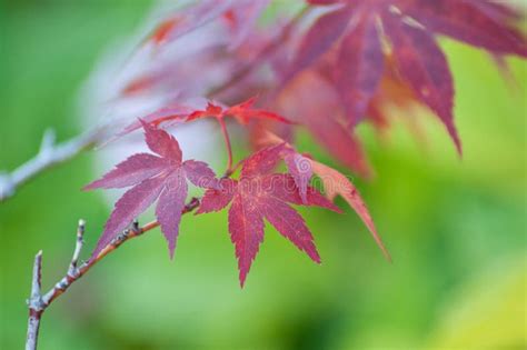 Red Japanese Maple Leaves In A Japanese Garden Stock Photo Image Of