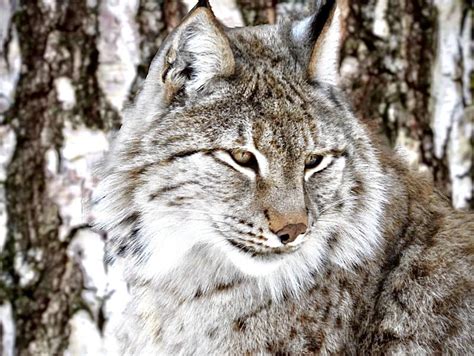 The Siberian Lynx Stock Photo Image Of View Siberian 177687176
