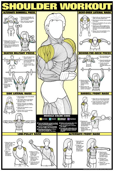 Really Want These Posters For My Home Gym Shoulder Anatomy And