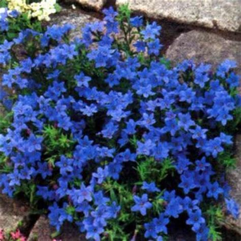 Lithodora Diffusa Heavenly Blue Horkans Garden Centre Ground