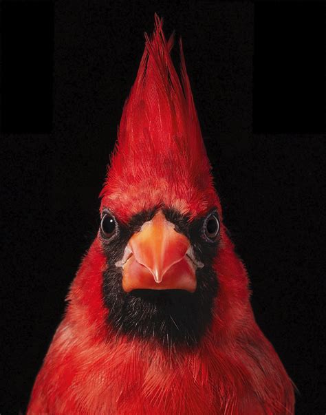 Striking Portraits Of Rare And Endangered Birds By Tim Flach