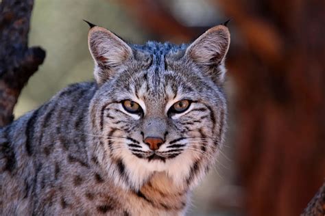 Bobcat Animal Totem Meanings On Whats Your
