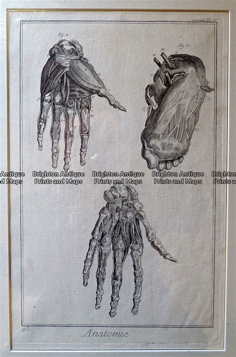 Antique Print 232 482 Medical Anatomy By Diderot C1771 Brighton