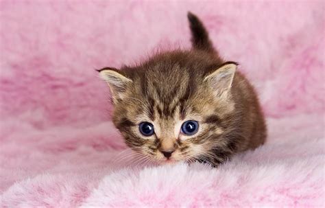 Consejos Para Cuidar Gatitos BebÉ Animales Leales