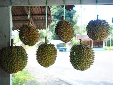 Kayu ular merupakan salah satu tanaman yang diperjualbelikan untuk mengatasi berbagai macam penyakit. Asiknya Pesta Durian Kayu Tanam di Lintas Padang - Bukittinggi