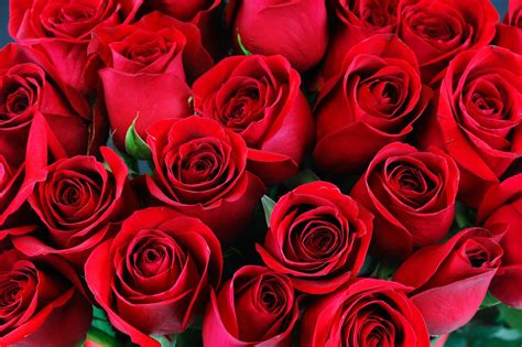 How The Red Rose Came To Be Known As The Flower Of Love