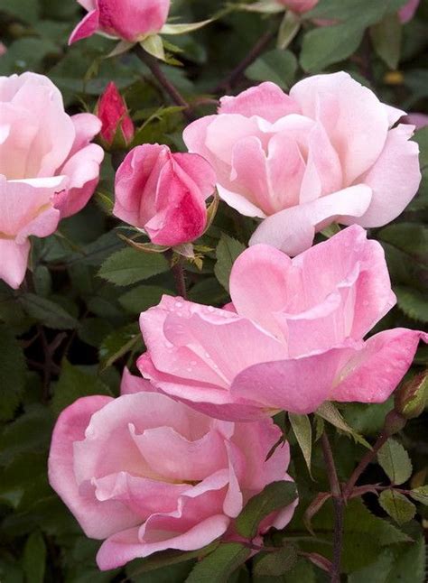 Pin By Ana Perez On Plantas Rose Light Pink Flowers Pink Flowers
