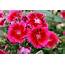 Cherry Red Dianthus Flowers Picture  Free Photograph Photos Public