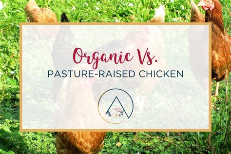 Organic Vs Pasture Raised Chicken And Eggs Our Blue Ridge House