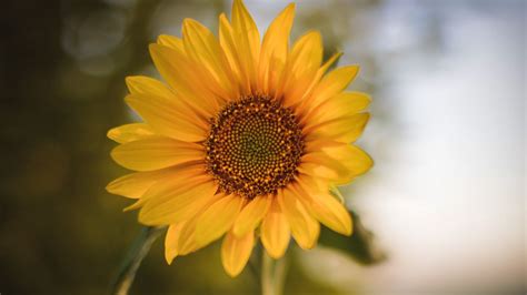 Download Wallpaper 1366x768 Sunflower Flower Plant Yellow Tablet