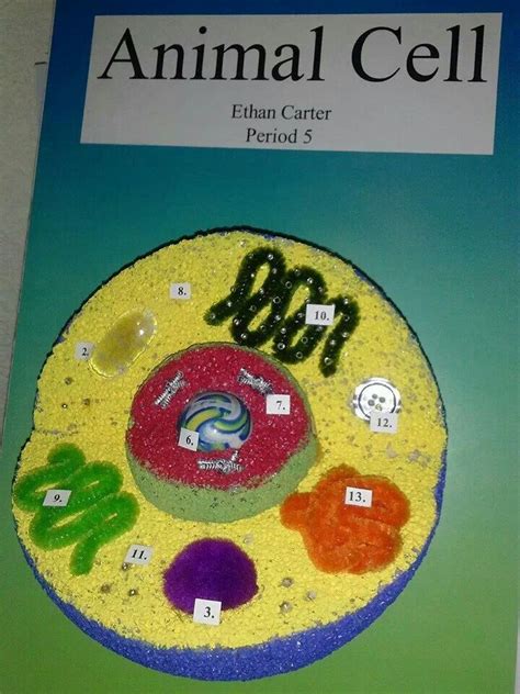 Animal Cell For Kids Project