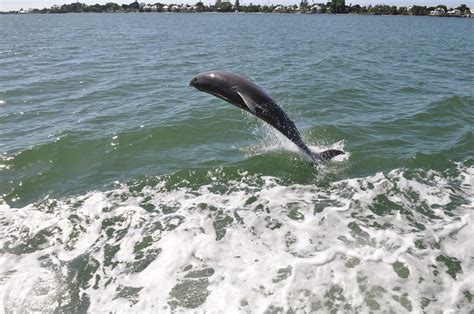 Gulf Of Mexico Dolphin Flickr Photo Sharing