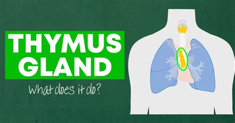 Thymus Gland What Does It Do And Why Is It Important Williams