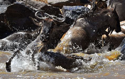 Annual Great Wildebeest Migration In Kenya