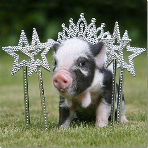 17 Teacup Pig Pictures That Will Make Your Heart Explode
