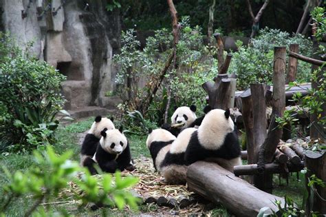 Giant Panda Breeding Research Base Xiongmao Jidi Chengdu 2018 All