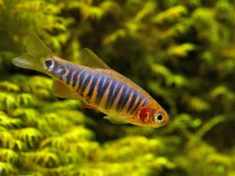 For the best results, you can mimic the acidity and tannin infusion of their natural habitat. 3/4" ~ Emerald Dwarf Rasbora ~ lots of room to allow males ...