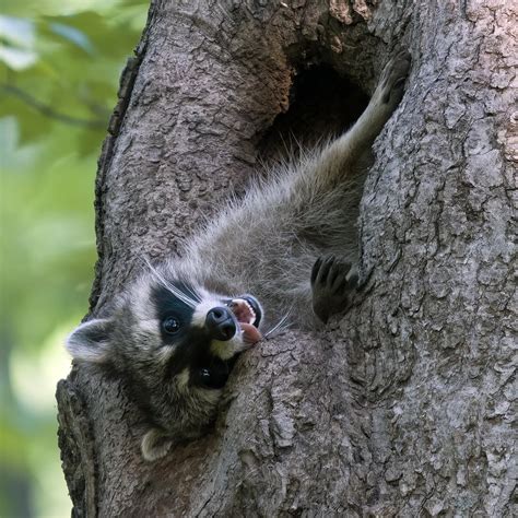 Raccoon Enjoying A Lazy Afternoon Rraccoons
