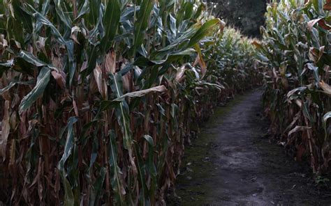 The Countrys Creepiest Haunted Corn Mazes For Halloween
