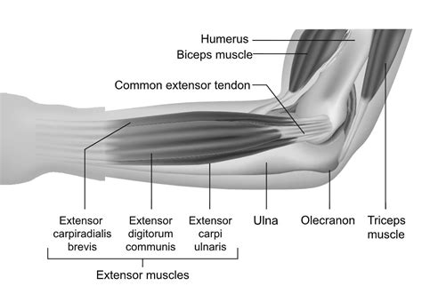 The Elbow Joint Unisports
