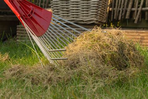 How To Dethatch A Lawn And Why You Should Bob Vila