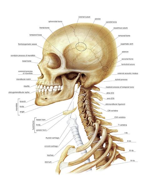 Head And Neck Photograph By Asklepios Medical Atlas