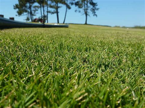 6 Best Grass Types For Orlando Fl Wikilawn