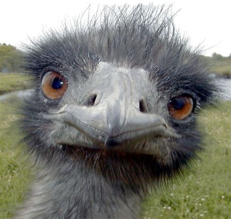 Ostrich Eyes Funny Animal Faces Wild Animals Pictures Animal Faces