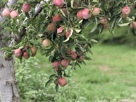 Fruit Trees Home Gardening Apple Cherry Pear Plum Apple Tree