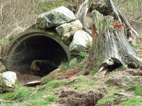 8 best ideas for coloring | A Bear's Den