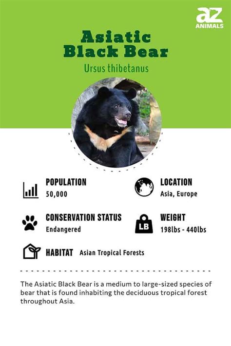 Asiatic Black Bear Animal Facts Ursus Tibetanus A Z Animals