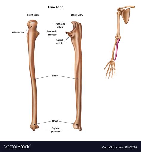 Anatomy Of Ulna